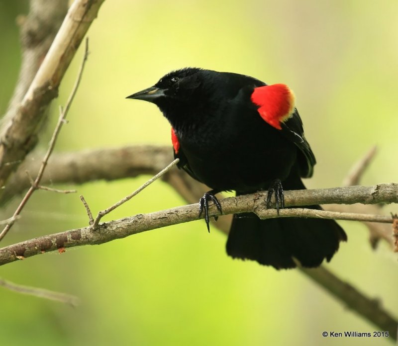 Red-winged Blackbird male, McGee Marsh, OH, 05_19_2015_Ja8_04893.jpg
