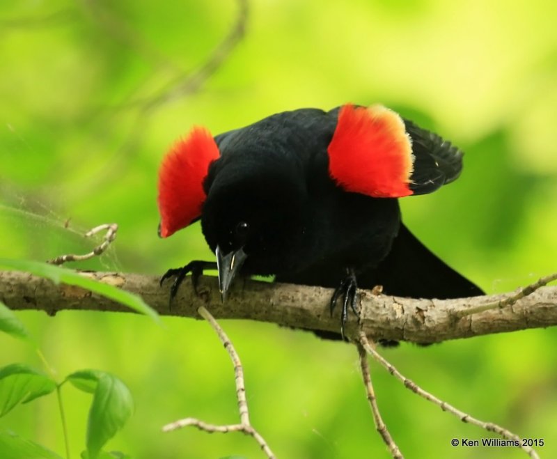 Red-winged Blackbird male, McGee Marsh, OH, 05_19_2015_Ja8_04897.jpg