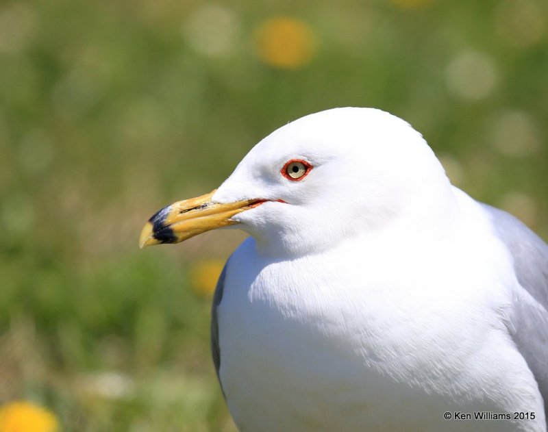 Ring-billed Gull - breeding adult, St. Ignace, MI, 05_22_2015_Jp_05972.jpg