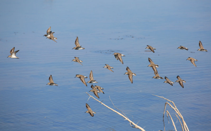 Semipalmated & White-rumped Sandpipers, Salt Plains NWR, Alfalfa Co, OK, 5-12-16, Jpa_53442.jpg