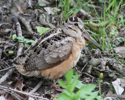 : American Woodcock :