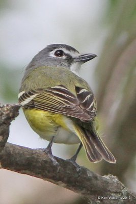 Blue-headed Vireo