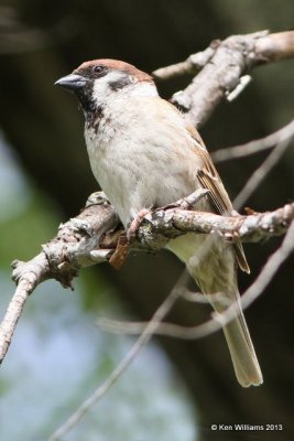 :Sparrows - Exotic: