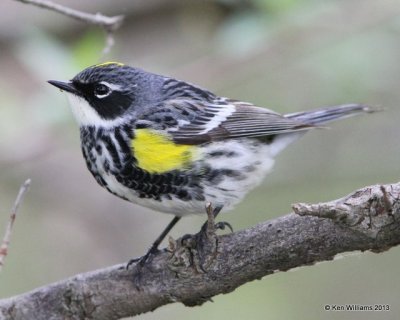 : Yellow-rumped Warbler : Myrtle subspecies