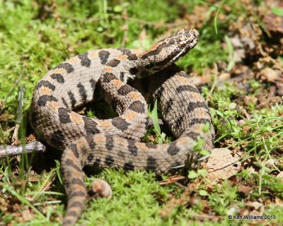Pygmy Rattlesnake, Tulsa Co, OK 5-22-13,Ja_010946.jpg