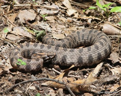Pygmy Rattlesnake, Tulsa Co, OK 5-22-13,Ja_011019.jpg