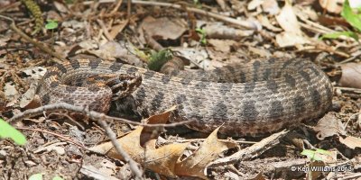 Pygmy Rattlesnake, Tulsa Co, OK 5-22-13,Ja_011027.jpg