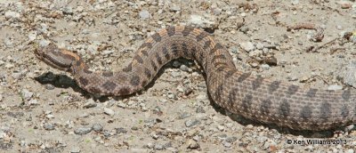 Pygmy Rattlesnake, Tulsa Co, OK 5-22-13,Ja_011068.jpg