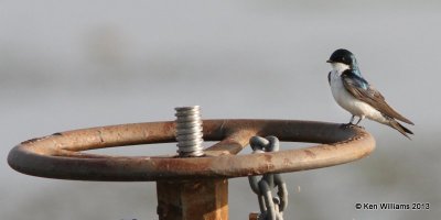 Tree Swallow, Red Slough, McCurtain Co, OK, 6-12-13, Ja_012379.jpg
