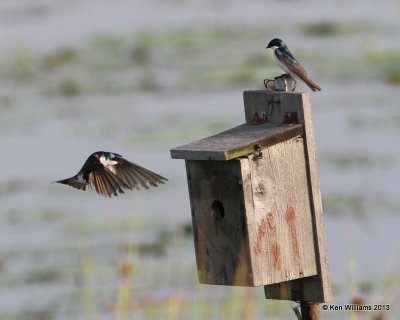 Tree Swallow, Red Slough, McCurtain Co, OK, 6-12-13, Ja_012385.jpg