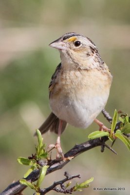 Grasshopper Sparrow, Woods Co, OK, 5-6-13, Ja_010122.jpg