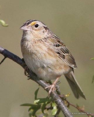 Grasshopper Sparrow, Woods Co, OK, 5-6-13, Ja_010169.jpg
