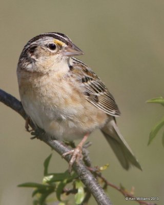 Grasshopper Sparrow, Woods Co, OK, 5-6-13, Ja_010170.jpg