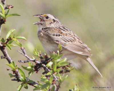 Grasshopper Sparrow, Woods Co, OK, 5-6-13, Ja_010181.jpg