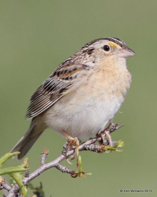 Grasshopper Sparrow, Woods Co, OK, 5-6-13, Ja_010222.jpg