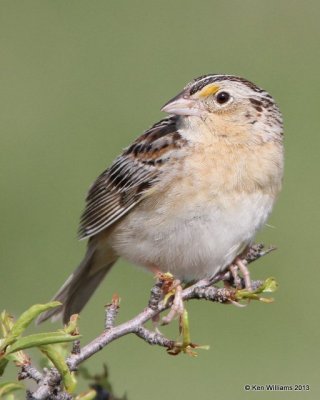 Grasshopper Sparrow, Woods Co, OK, 5-6-13, Ja_010227.jpg