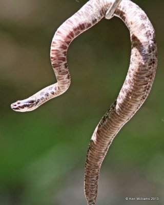 Pygmy Rattlesnake bottom side, Tulsa Co, OK 5-22-13,Ja_011064.jpg