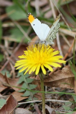 Falcate Orangetip male, Sequoyah SP, Ft Gibson, OK, 4-7-13, Ja_006833.jpg