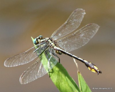 Pronghorn Clubtail male, Pushmataha WMA Pushmataha Co, OK, 6-26-13, Ja_014081.jpg