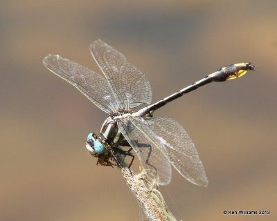 Pronghorn Clubtail male, Pushmataha WMA Pushmataha Co, OK, 6-26-13, Ja_014090.jpg