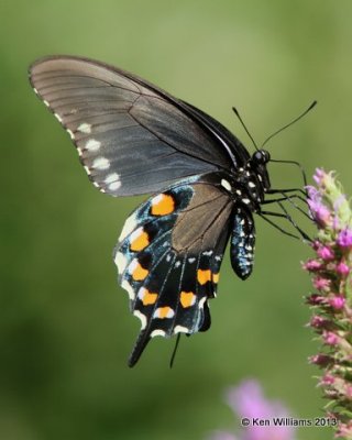 Pipevine Swallowtail, Nowata Co, OK, 7-9-13, Ja_015696.jpg