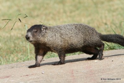 Woodchuck immature, Marmota monax, Natural Falls State Park, Delaware Co, OK, 7-16-13, Ja_015891.jpg