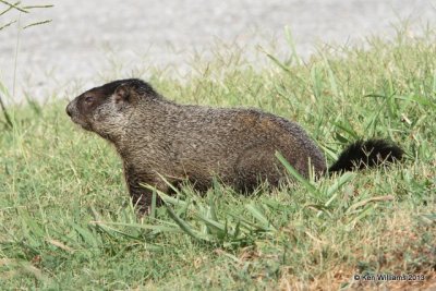 Woodchuck immature, Marmota monax, Natural Falls State Park, Delaware Co, OK, 7-16-13, Ja_015894.jpg
