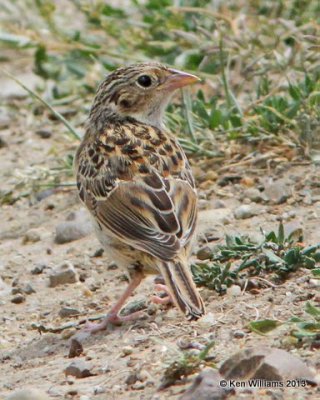 Grasshopper Sparrow juvenile, Lemmon, SD, 7-28-13, Ja_34908.jpg