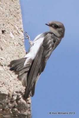 Tree Swallow juvenile, Antelope Island, Great Salt Lake, UT, 8-3-13, Ja2_36830.jpg