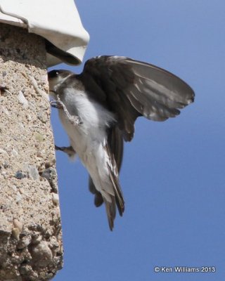 Tree Swallow juvenile, Antelope Island, Great Salt Lake, UT, 8-3-13, Ja2_36833.jpg