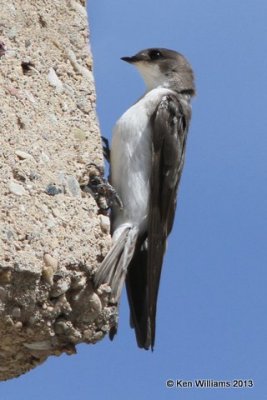 Tree Swallow juvenile, Antelope Island, Great Salt Lake, UT, 8-3-13, Ja_36834.jpg