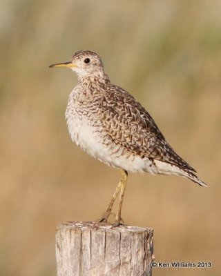 Upland Sandpiper, Theodore Roosevelt National Park - South Unit, ND, 7-29-13, Ja_35390.jpg