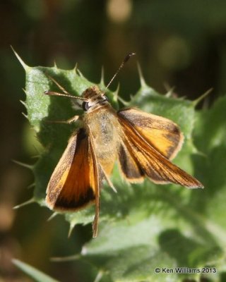 :Woodland Skipper: