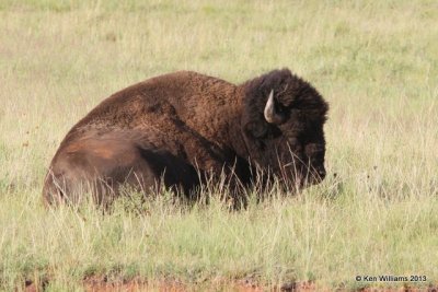 American Bison male, Black Hills National Forest, SD, 7-26-13, Ja_34404.jpg