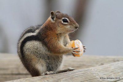 Ground Squirrel