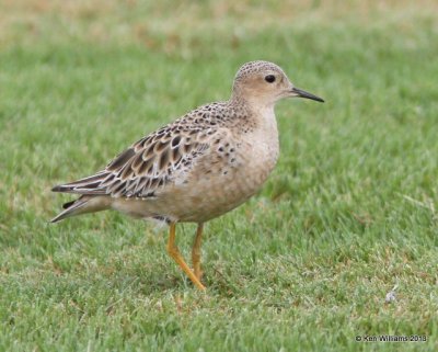 Buff-breasted Sandpiper, Wagoner Sod Farm, Wagoner Co, OK, 8-13-13, Ja_017770.jpg