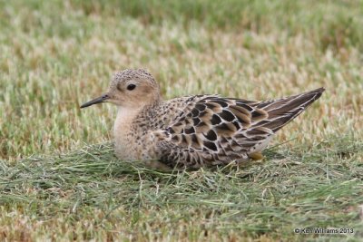 Buff-breasted Sandpiper, Wagoner Sod Farm, Wagoner Co, OK, 8-13-13, Ja_018038.jpg