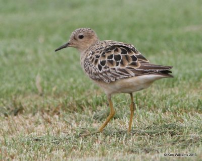 Buff-breasted Sandpiper, Wagoner Sod Farm, Wagoner Co, OK, 8-13-13, Ja_018066.jpg