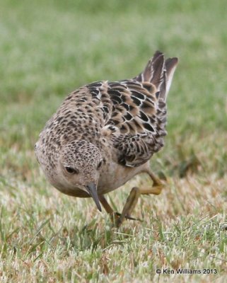 Buff-breasted Sandpiper, Wagoner Sod Farm, Wagoner Co, OK, 8-13-13, Ja_018068.jpg
