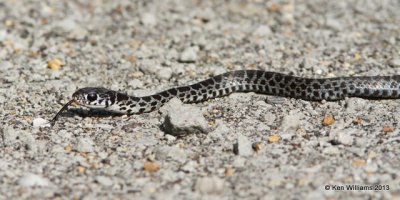 Eastern Racer juvenile, Sequoyah NWR, Sequoyah Co, OK, 8-14-13, Ja_018158.jpg
