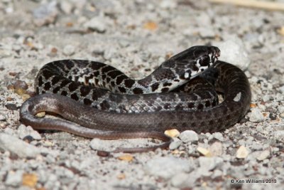 Eastern Racer juvenile, Sequoyah NWR, Sequoyah Co, OK, 8-14-13, Ja_018185.jpg