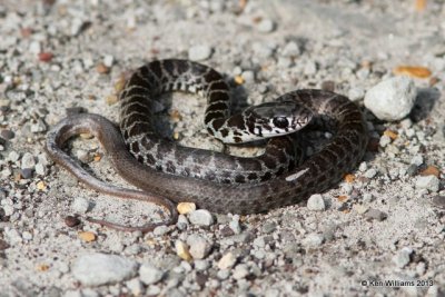Eastern Racer juvenile, Sequoyah NWR, Sequoyah Co, OK, 8-14-13, Ja_018203.jpg