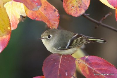 Ruby-crowned Kinglet, Rogers Co yard, OK, 11-8-13, Ja2_40210.jpg
