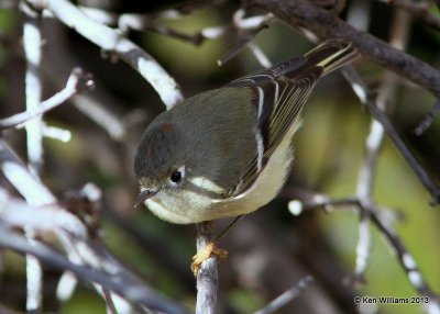 Ruby-crowned Kinglet male, Rogers Co yard, OK, 11-8-13, Jp_40228.jpg