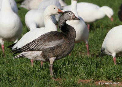 Snow Goose, dark juvenile, Sequoyah NWR, OK, 11-15-13, Jp_0530.jpg