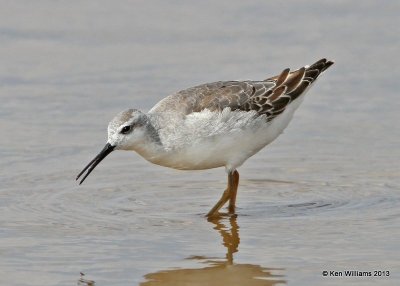 Wilson's Phalarope male, Salt Plains, Alfalfa Co, OK, 9-27-13, Ja3_39338.jpg