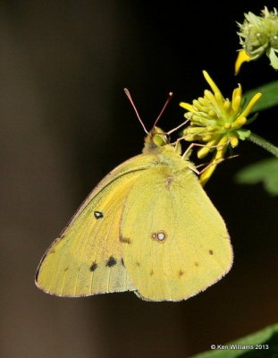 Orange Sulphur