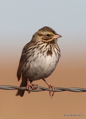 Savannah Sparrow, Osage Co, OK, 12_16_2013_Jp_01713.JPG