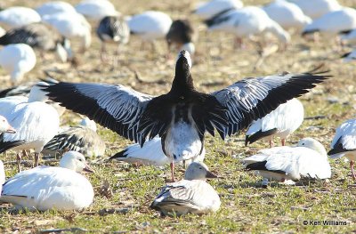 Ross's Goose dark adult, Sequoyah NWR, OK, 1-7-14, Jap2_03657.jpg