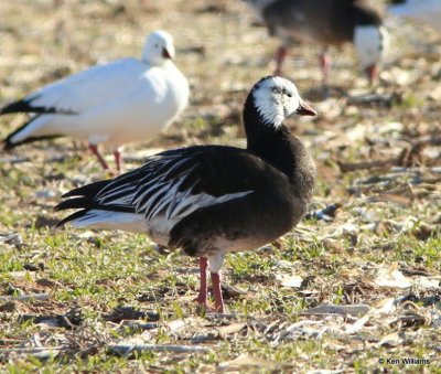 Ross's Goose dark adult, Sequoyah NWR, OK, 1-7-14, Jpa_03672.jpg